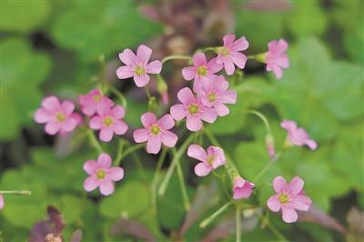 小草開花 全力擁抱春天